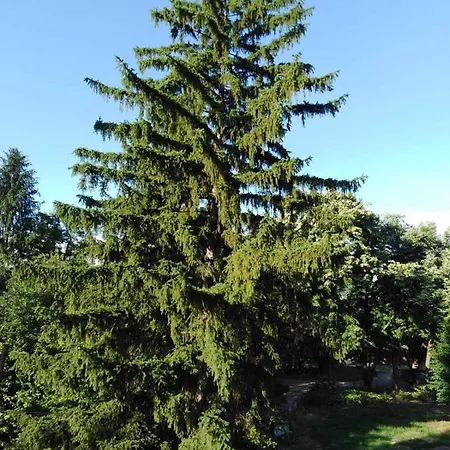 Apartament Tara Vrdnik